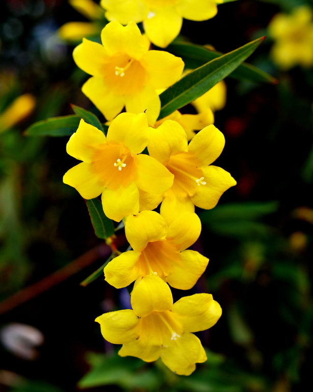 Gelsemium Sempervirens